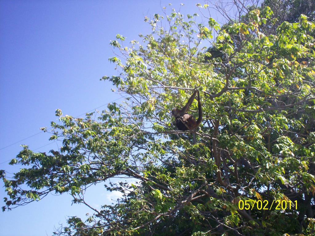 Foto de Granada, Nicaragua
