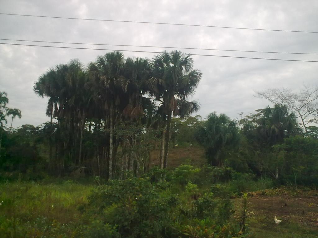 Foto de Puyo, Ecuador