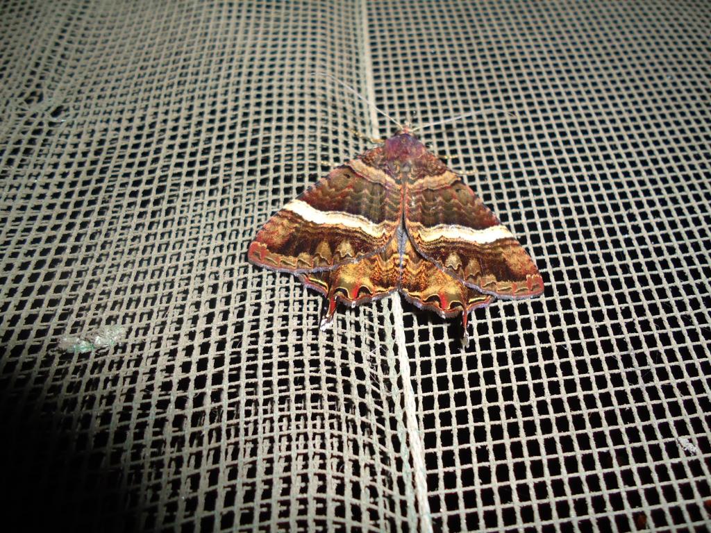 Foto de Shell Pastaza, Ecuador