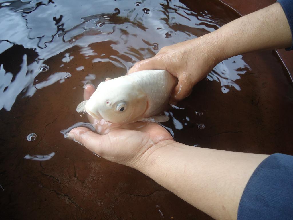 Foto de Shell Pastaza, Ecuador