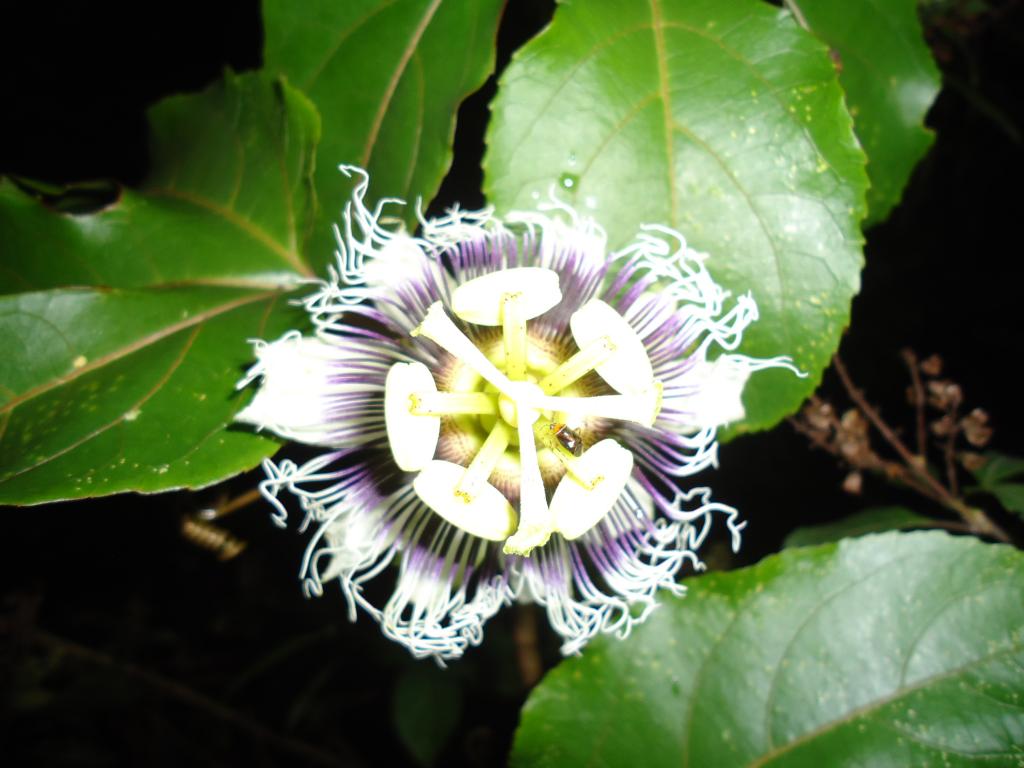 Foto de Shell-Pastaza, Ecuador