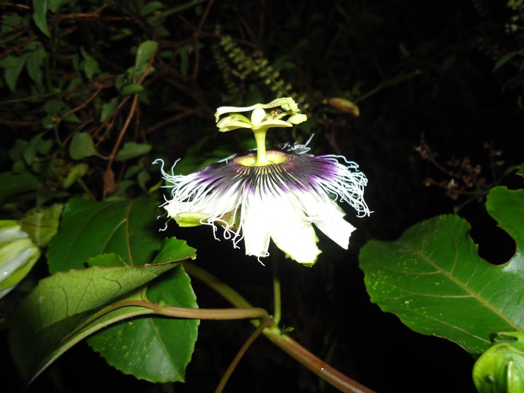 Foto de Shell-Pastaza, Ecuador