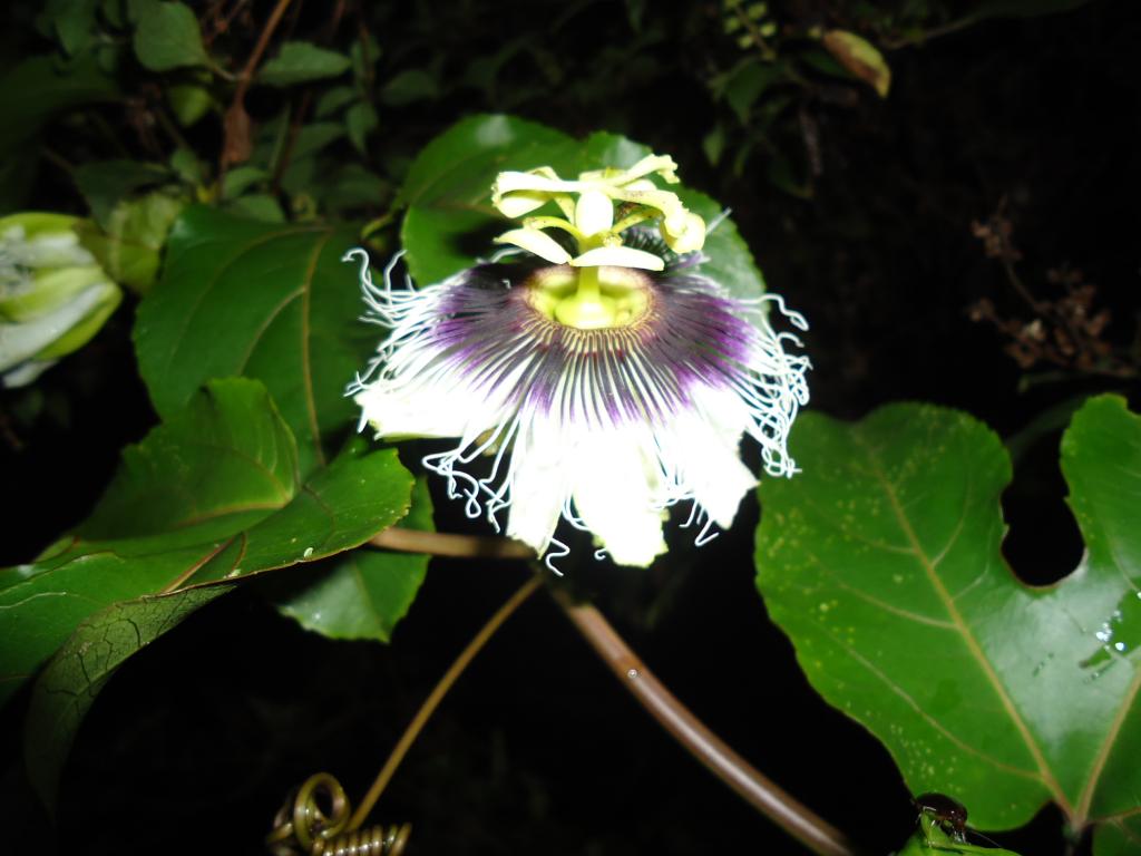 Foto de Shell-Pastaza, Ecuador