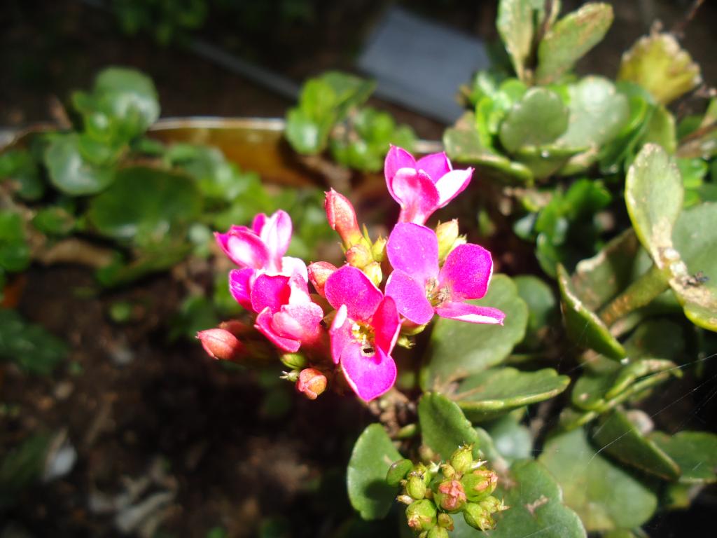Foto de Shell-Pastaza, Ecuador
