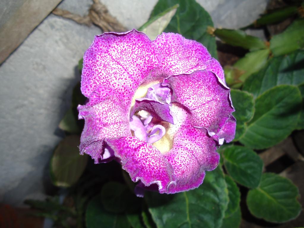 Foto de Shell-Pastaza, Ecuador