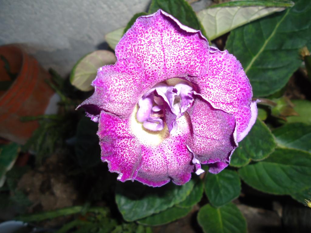 Foto de Shell-Pastaza, Ecuador