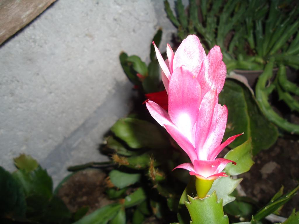 Foto de Shell-Pastaza, Ecuador