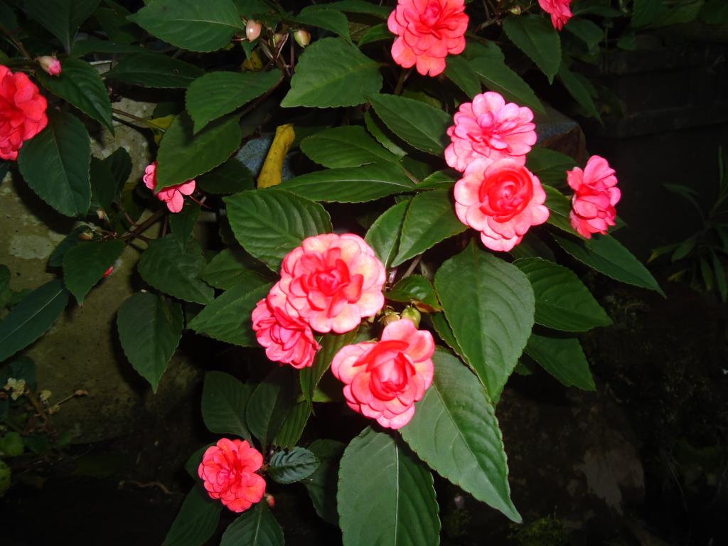 Foto de Shell-Pastaza, Ecuador