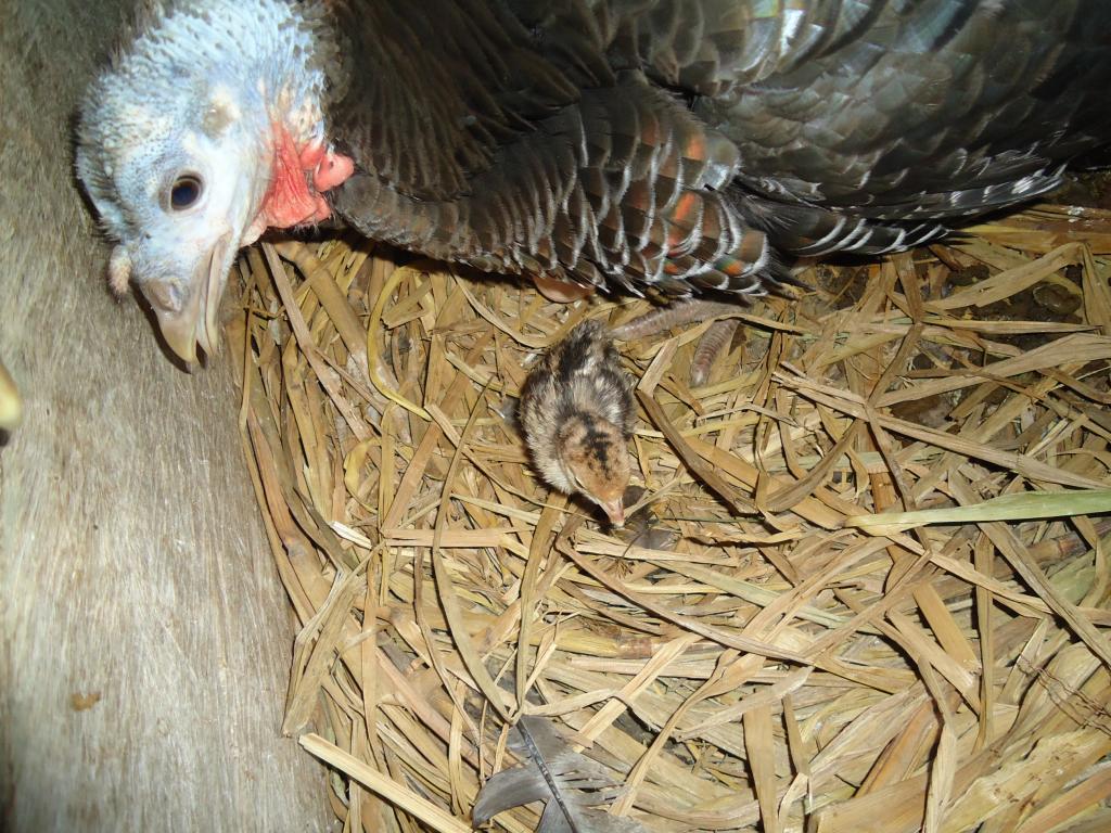 Foto de Shell-Pastaza, Ecuador