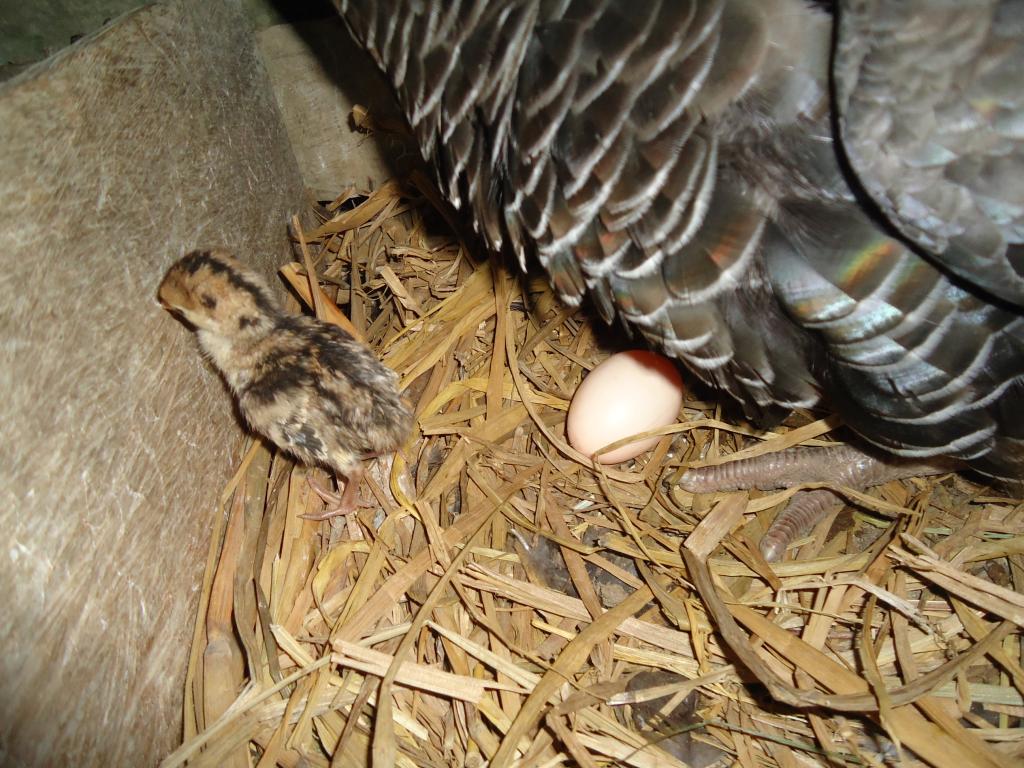 Foto de Shell-Pastaza, Ecuador