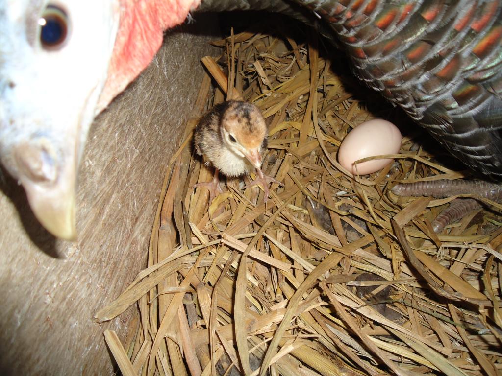 Foto de Shell-Pastaza, Ecuador