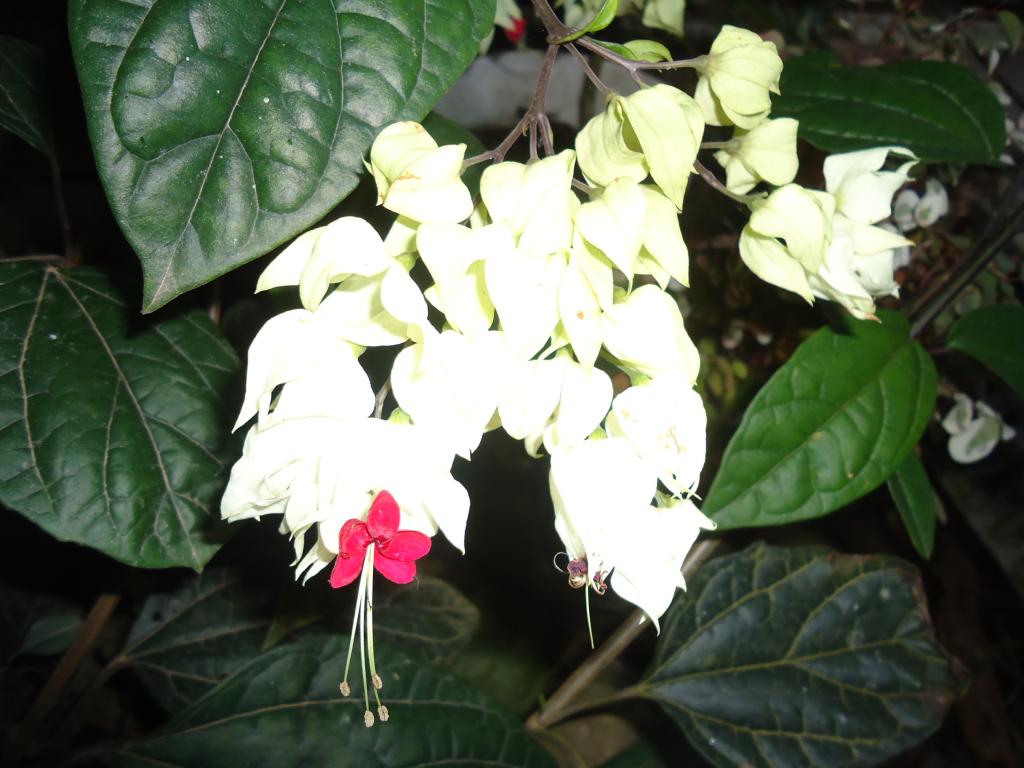 Foto de Shell-Pastaza, Ecuador