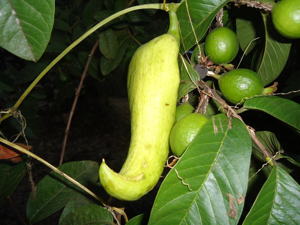 Foto de Shell-Pastaza, Ecuador