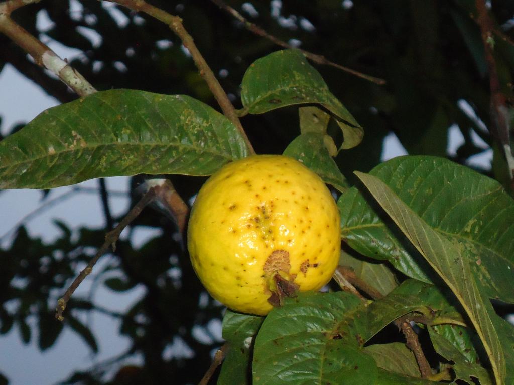 Foto de Shell-Pastaza, Ecuador