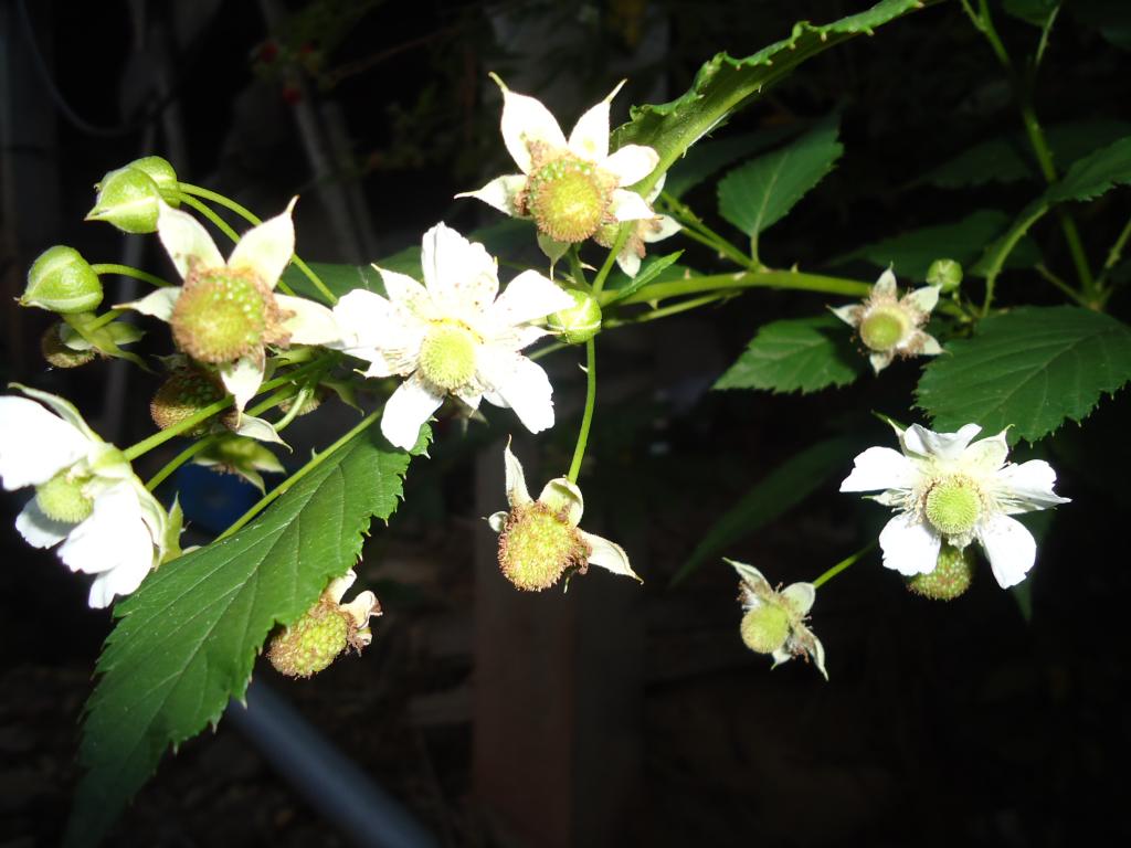 Foto de Shell-Pastaza, Ecuador
