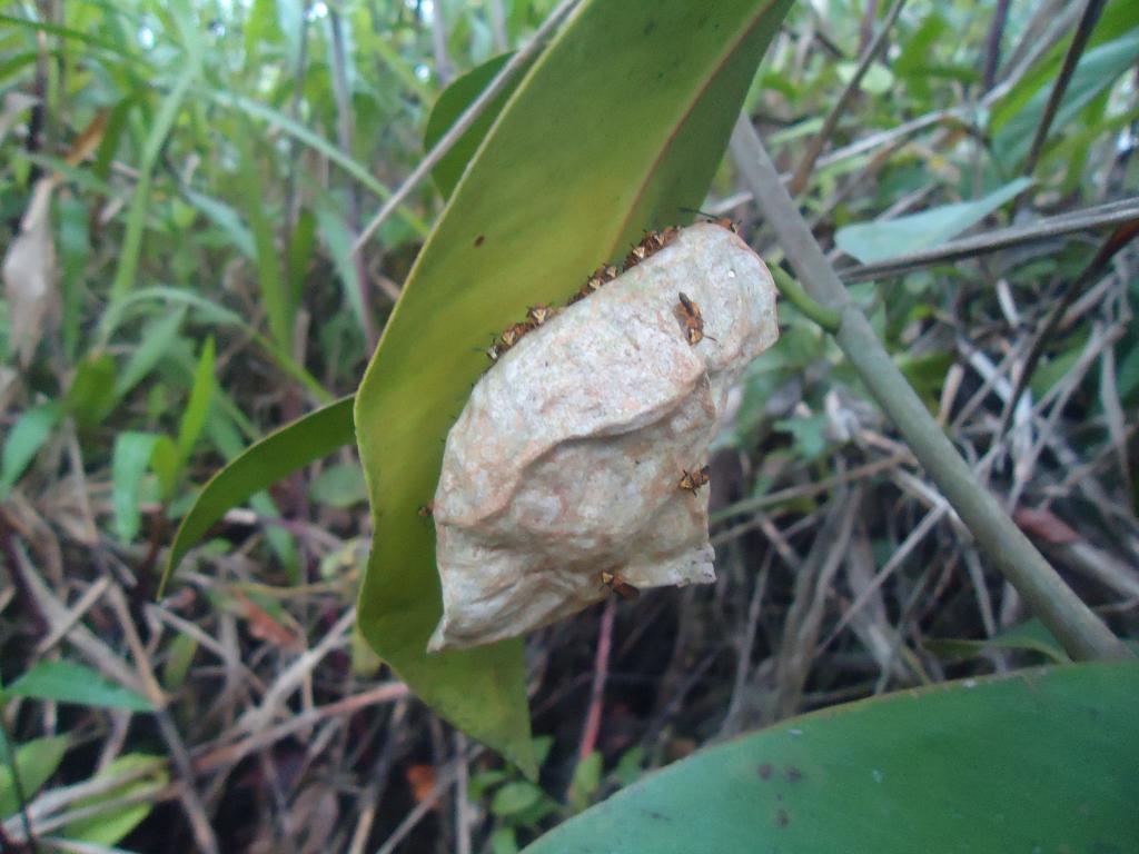 Foto de Te Zulay (Shell), Ecuador