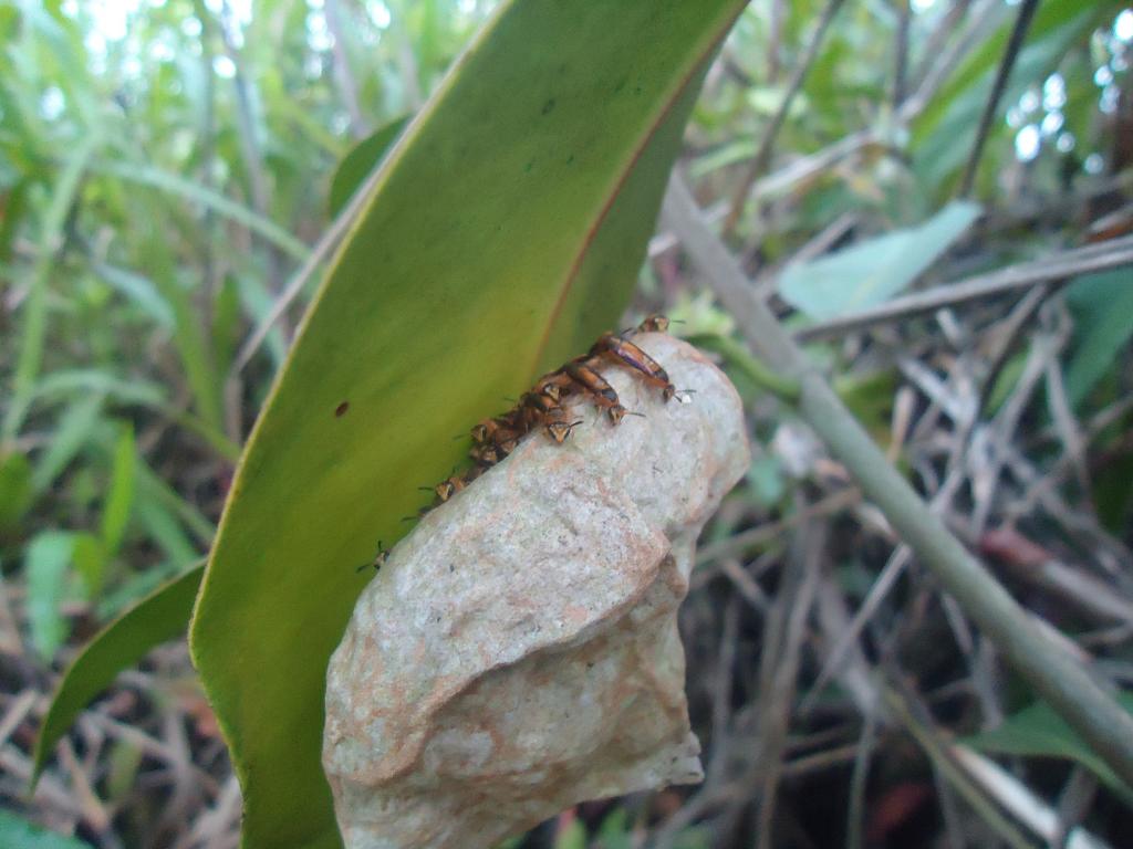Foto de Te Zulay (Shell), Ecuador