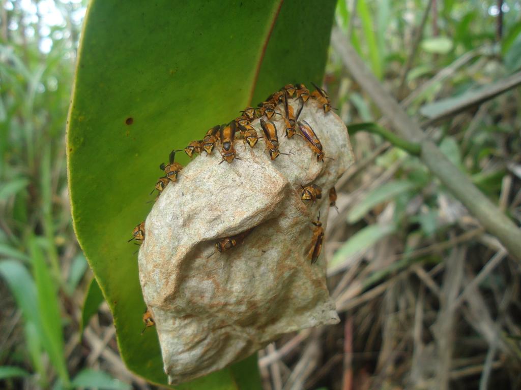 Foto de Te Zulay (Shell), Ecuador