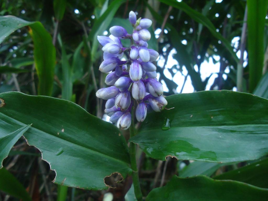 Foto de Te Zulay (Shell), Ecuador