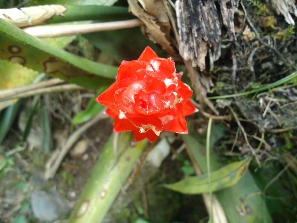 Foto de Te Zulay (Shell), Ecuador