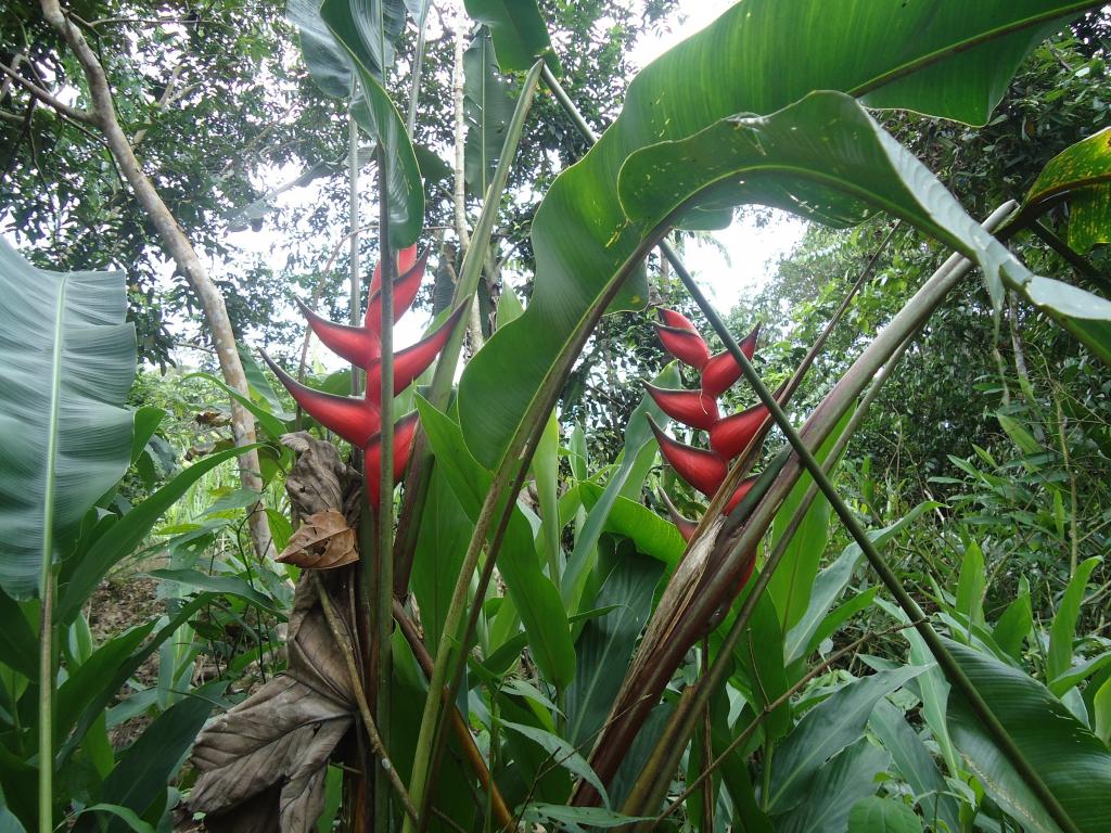Foto de Te Zulay (Shell), Ecuador