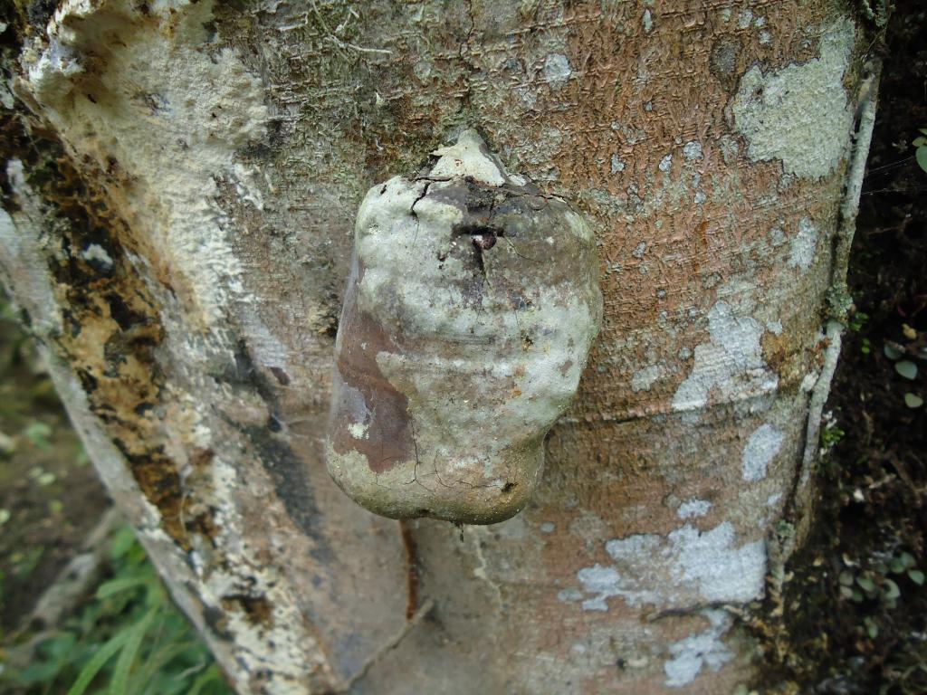Foto de Te Zulay (Shell), Ecuador