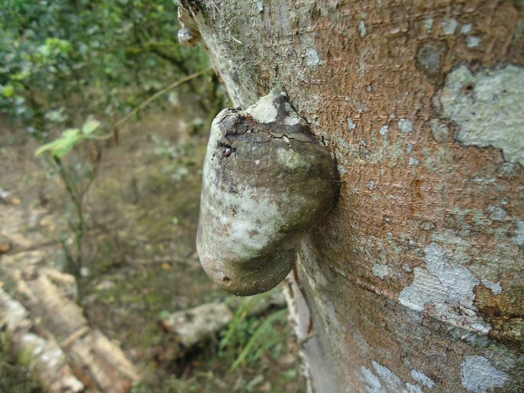 Foto de Te Zulay (Shell), Ecuador