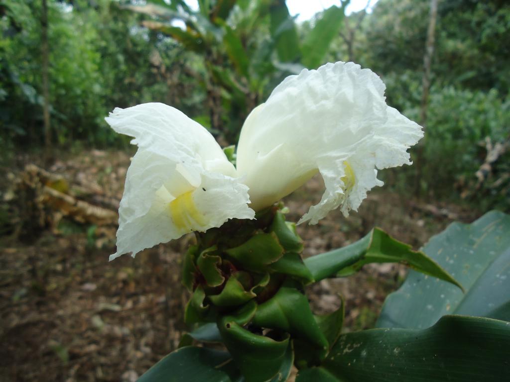 Foto de Te Zulay (Shell), Ecuador