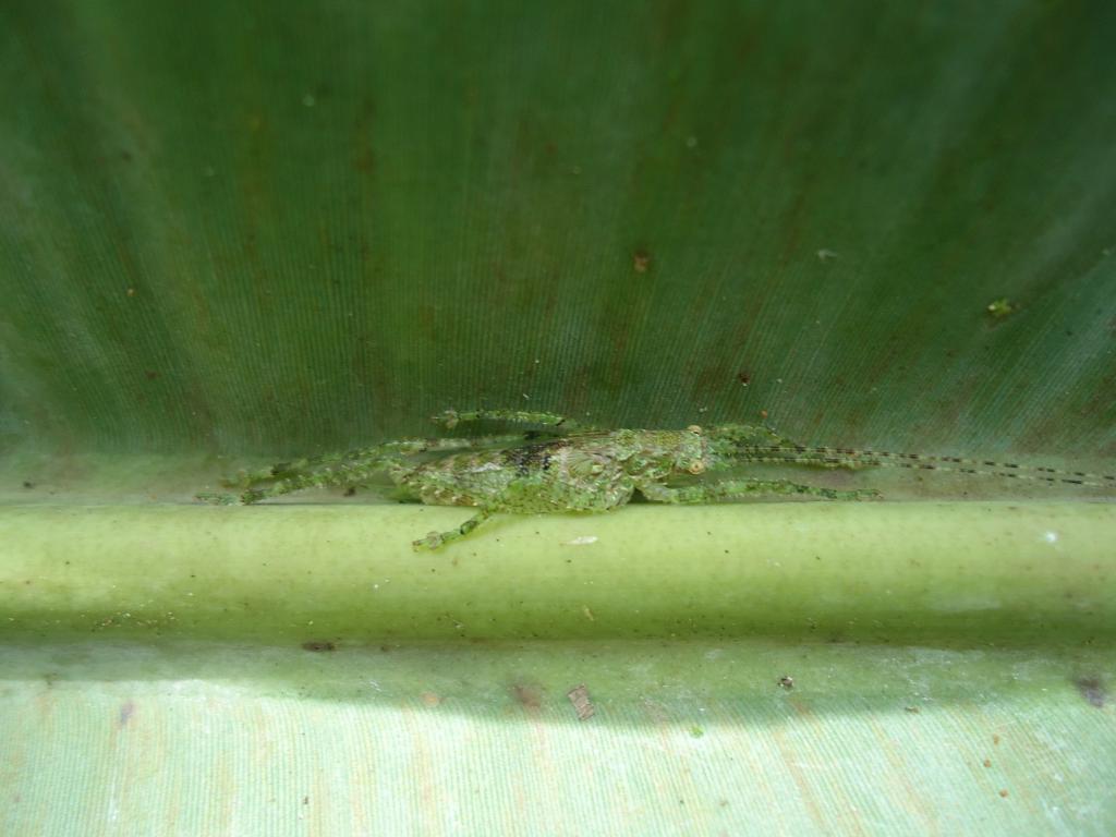 Foto de Te Zulay (Shell), Ecuador