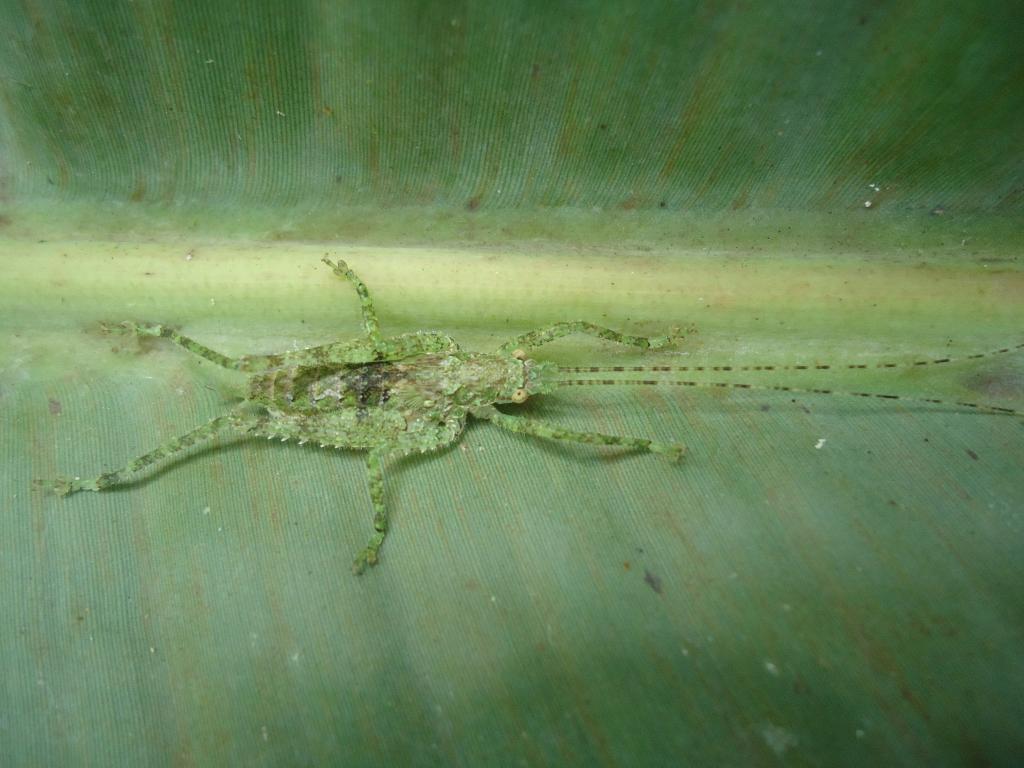 Foto de Te Zulay (Shell), Ecuador