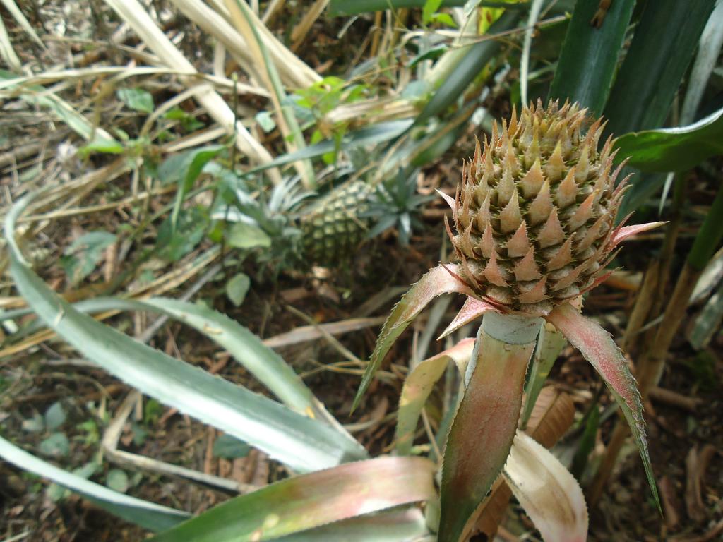 Foto de Te Zulay (Shell), Ecuador