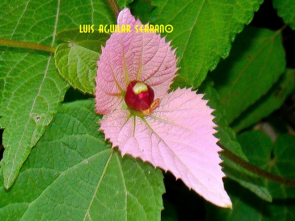 Foto de Abancay, Perú