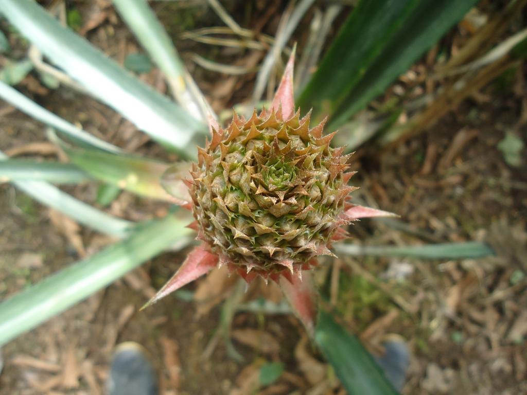 Foto de Shell (Te Zulay), Ecuador