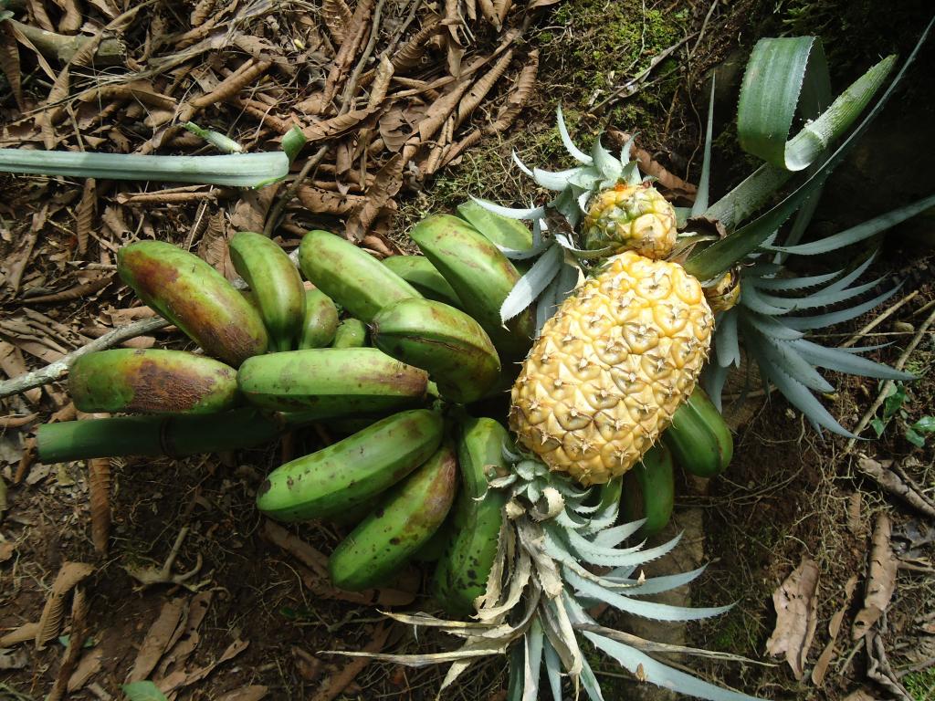 Foto de Shell (Te Zulay), Ecuador