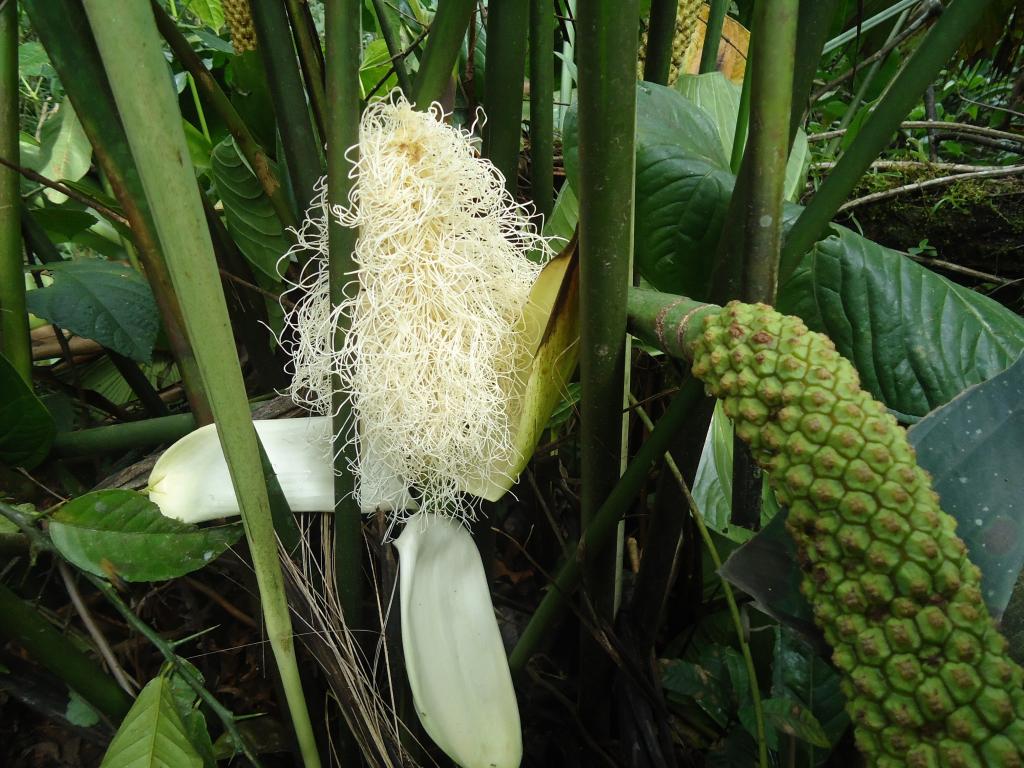 Foto de Shell (Te Zulay), Ecuador