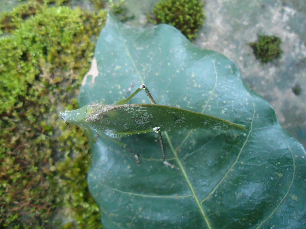 Foto de Shell (Te Zulay), Ecuador