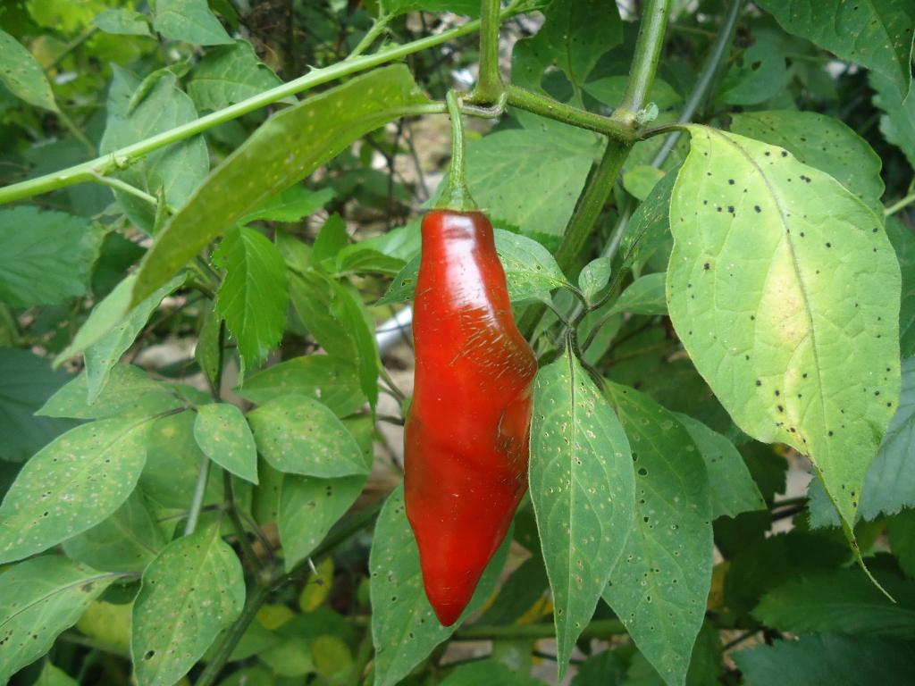 Foto de Shell (Te Zulay), Ecuador
