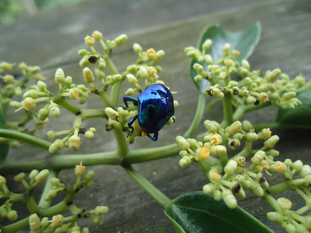 Foto de Shell (Te Zulay), Ecuador