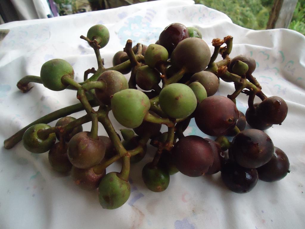 Foto de Shell (Te Zulay), Ecuador