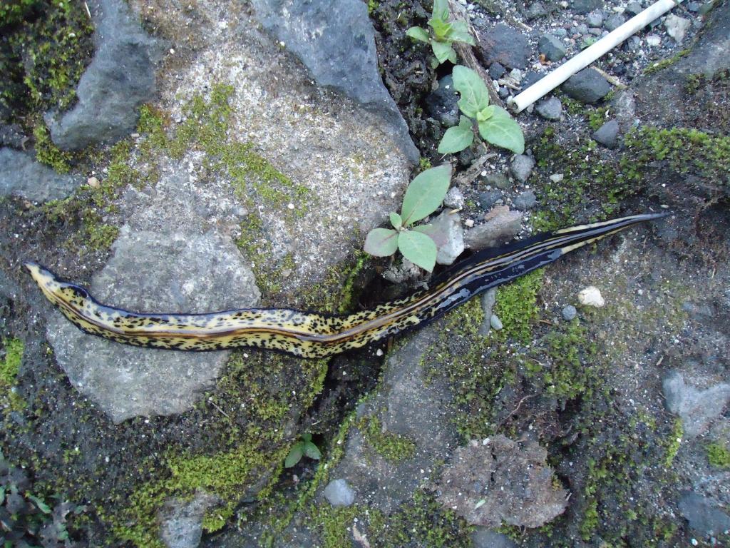 Foto de Shell (Te Zulay), Ecuador
