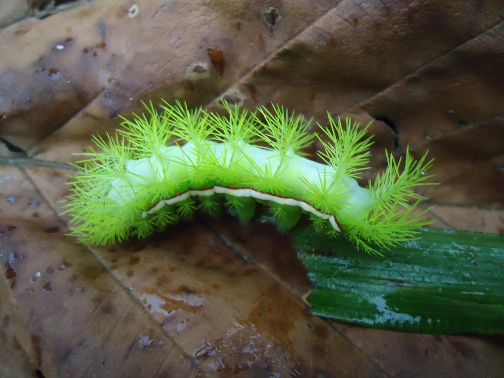 Foto de Shell (Te Zulay), Ecuador