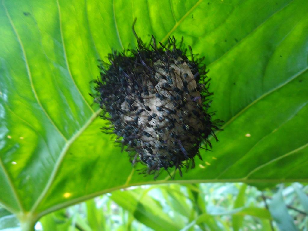 Foto de Shell (Te Zulay), Ecuador