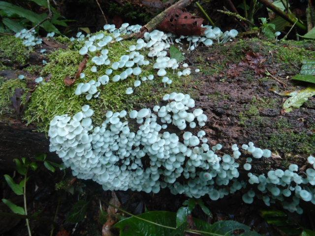 Foto de Shell (Te Zulay), Ecuador