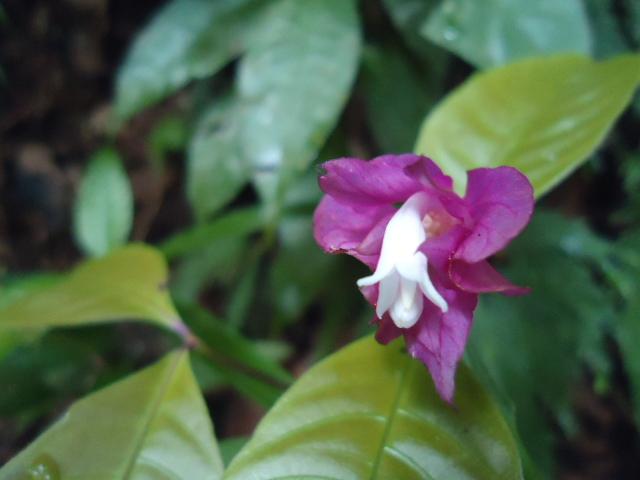 Foto de Shell (Te Zulay), Ecuador