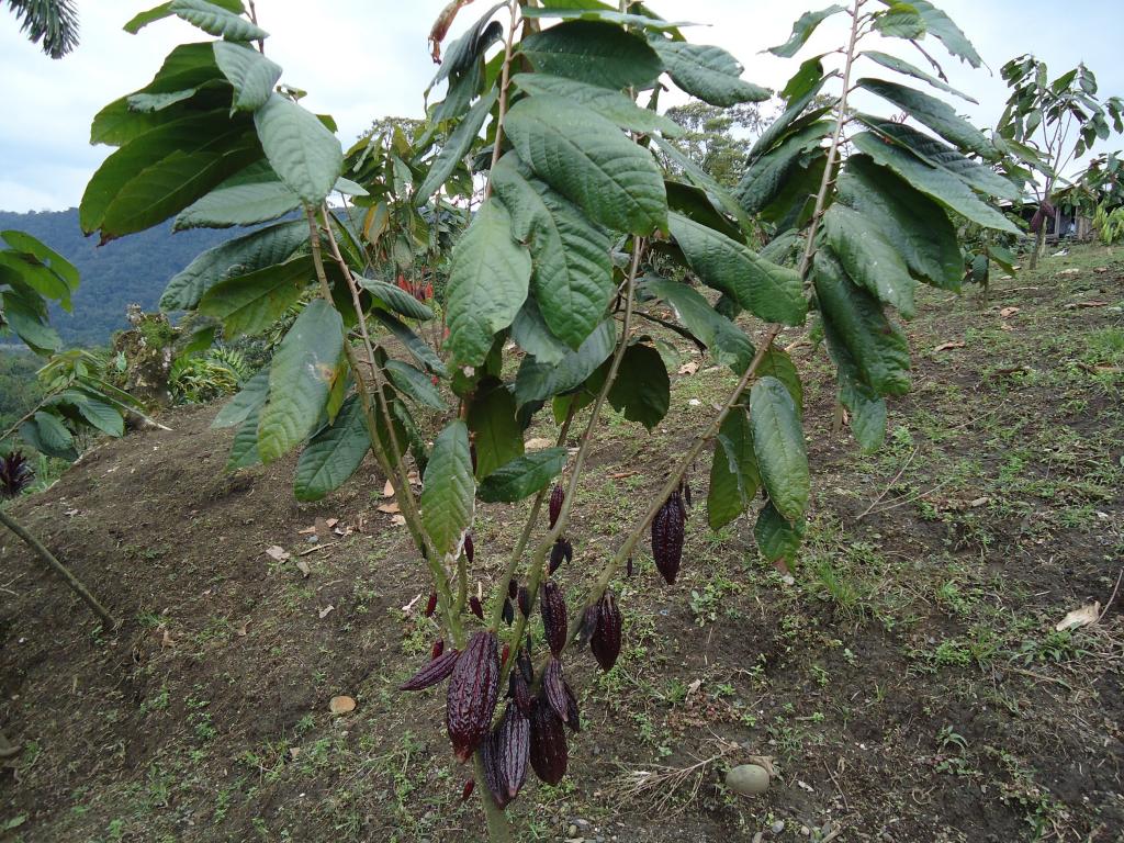 Foto de Moravia, Ecuador