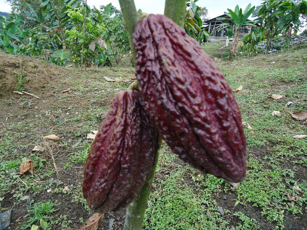 Foto de Moravia, Ecuador