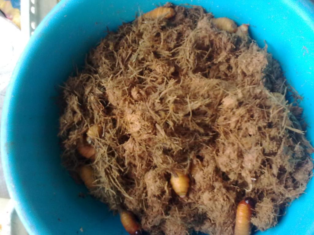 Foto de Puyo, Ecuador