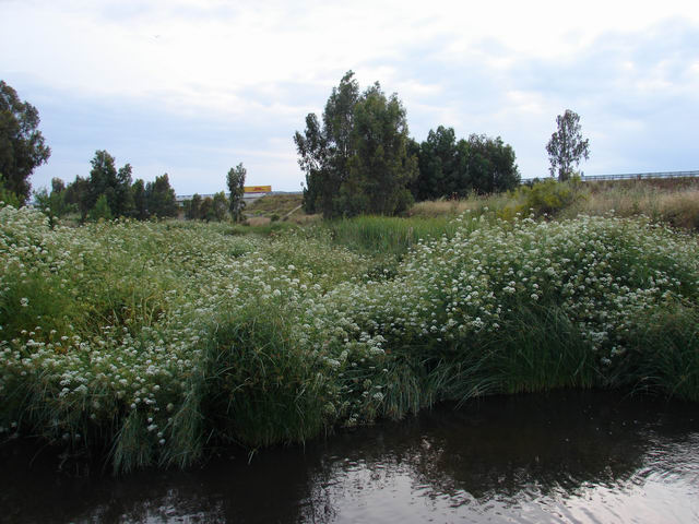 Foto: Juncias en el río Aljucén - Aljucén (Badajoz), España