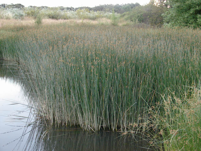 Foto: Juncias - Aljucén (Badajoz), España
