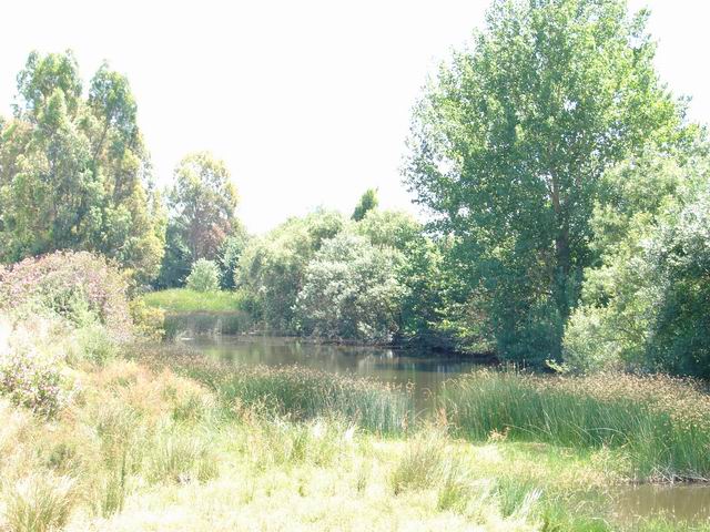 Foto: Vegetación - Aljucén (Badajoz), España